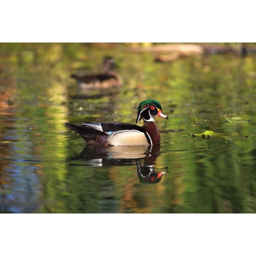 USA, California, San Diego, Lakeside Wood Ducks